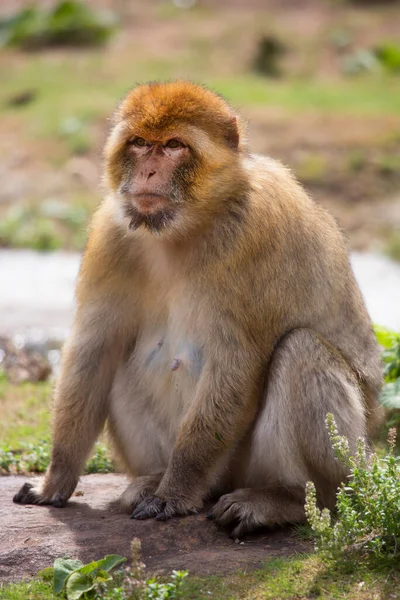 一只可爱的猕猴坐在岩石上的特写镜头 — 图库照片