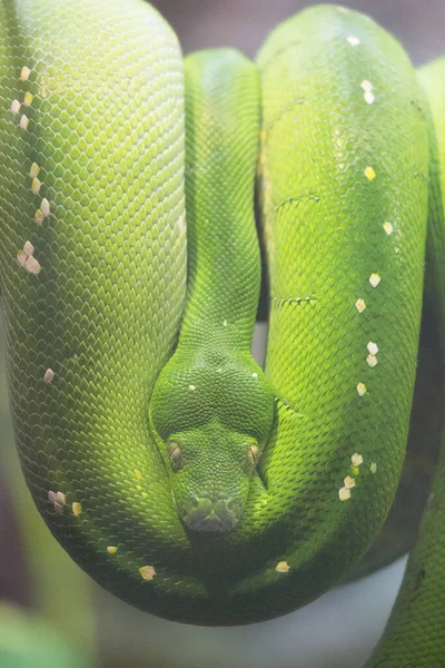 Yeşil bir yılana yakın çekim