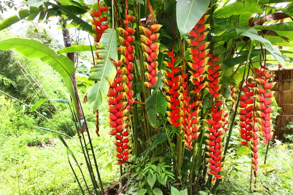 Tropische Bloemen Tuin — Stockfoto