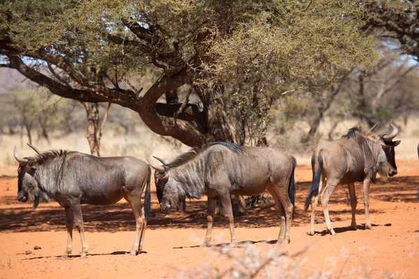 Siyah antilop ya da beyaz kuyruklu gnu, Connochaetes Gnou, açık ovalarda yürüyor.