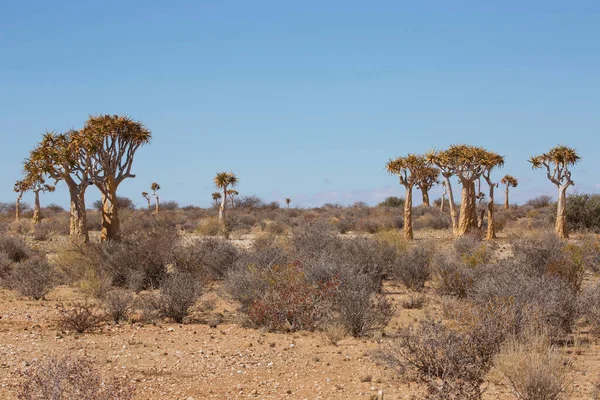 Titrek ağaçlar veya Kokerboom ormanı, Aloidendron ikilemi, Karoo bölgesinin tipik ıssız kayalık çöl manzarası ve Nothe Cape