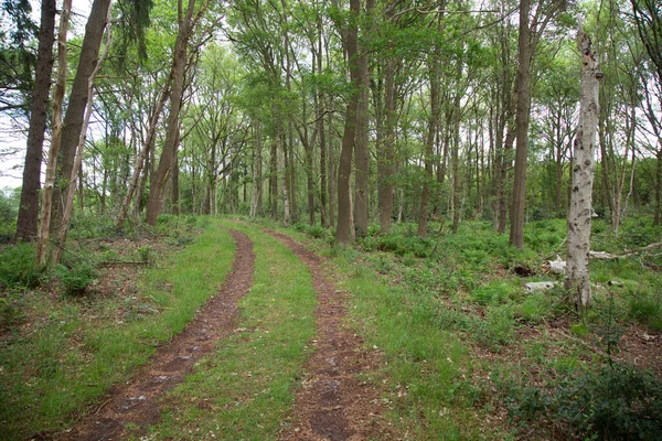 Gyönyörű Kilátás Nyílik Park Nyomvonalára — Stock Fotó