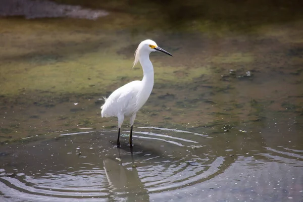 Doğal ortamdaki bir tropikal kuşun görüntüsü