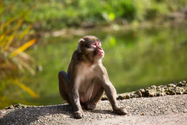 Japonská Makaka Macaca Fuscata Rozhlížející Dokola — Stock fotografie