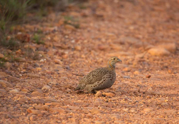 Eine Nahaufnahme Eines Schönen Vogels — Stockfoto