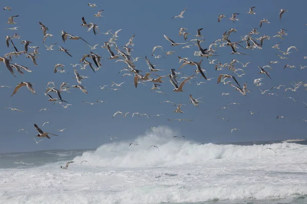 Thalasseus bergii, kıyı şeridine yakın okyanusun üzerinde uçan daha büyük bir ibikli ya da çevik deniz kestanesi sürüsüdür.