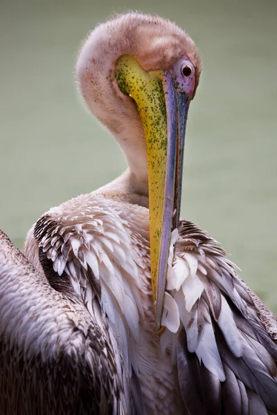 Dalmaçyalı Pelikan Karada Duran Pelecanus Crispus Yakın Çekim Görüntüsü — Stok fotoğraf