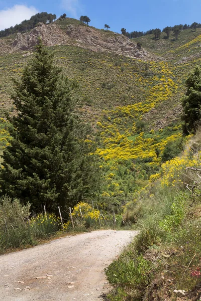 Sicilya 'nın iç dağlarına doğru uzanan süpürgeli kırsal arazi yolu.