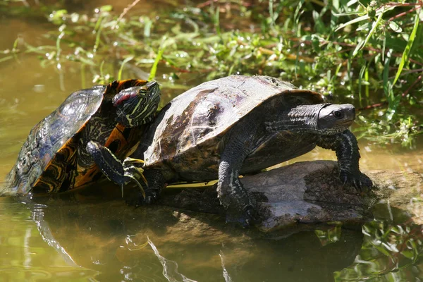 Closeup View Cute Turtles — Stock Photo, Image