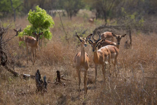 Gruppo Antilopi Selvatiche Nella Savana — Foto Stock