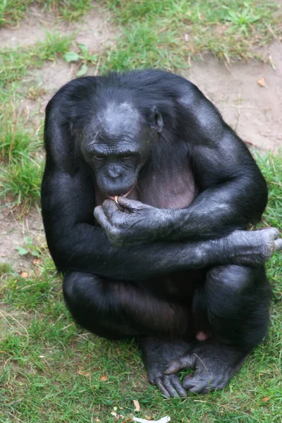 Bonobo Selva Tropical Verde Fondo Natural Verde — Foto de Stock