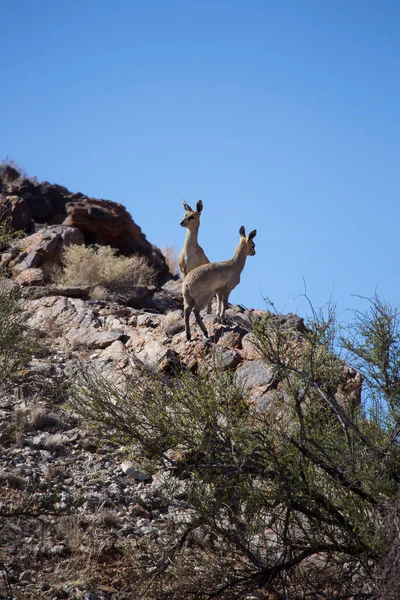 Klipspringer Oreotragus Oreotragus Karoo Dağlarının Tepesinde Yürüyor Zıplıyor — Stok fotoğraf