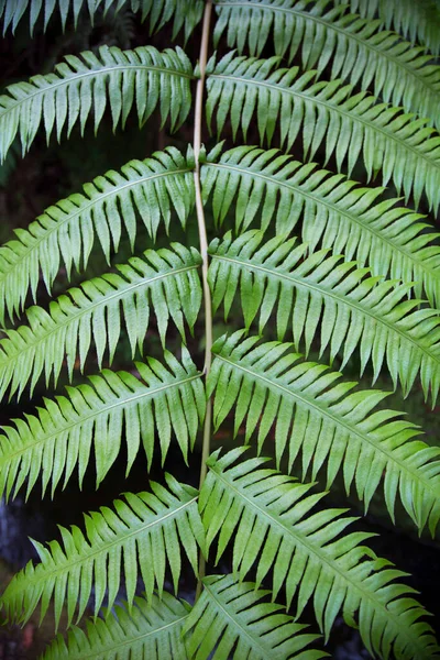 Folhas Verdes Samambaia Jardim — Fotografia de Stock