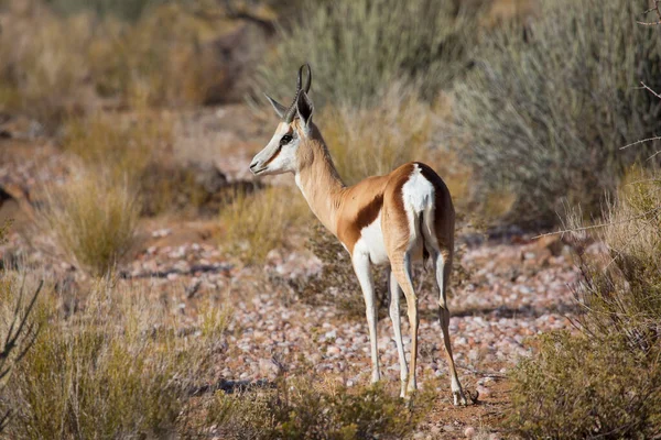 Springbock Antidorcas Marsupialis Wandern Und Weiden Auf Den Trockenen Wiesen — Stockfoto