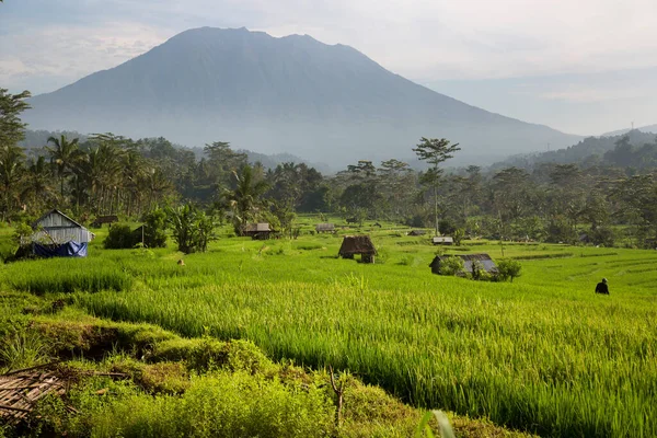 印度尼西亚巴厘岛的水稻种植园 — 图库照片