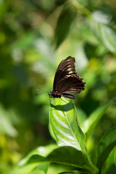 Close Shot Butterfly Sitting Green Foliage — Stock Photo, Image