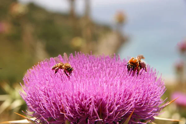 Αγία Μαρία Thisle Silybum Marianum Πλήρη Άνθιση Τις Μέλισσες Επισκέπτονται — Φωτογραφία Αρχείου