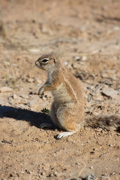 Colony Cape Ground Squirrel Xerus Inauris Eating Watch Danger — Stock Photo, Image
