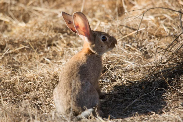 Şirin Bir Tavşanın Yakın Plan Fotoğrafı — Stok fotoğraf