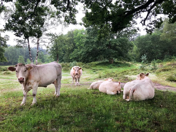 Vacas Pastando Grama Verde — Fotografia de Stock