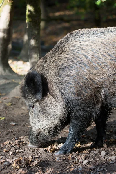 Wildschweine Oder Schweine Sus Scrofa Auf Der Suche Nach Nahrung — Stockfoto