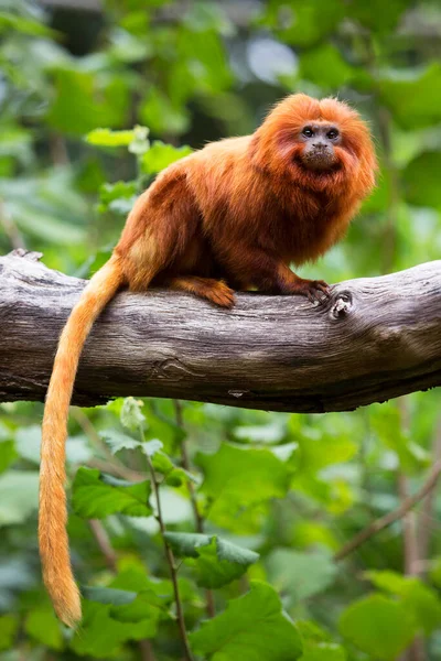 Eine Nahaufnahme Eines Niedlichen Orang Utans — Stockfoto