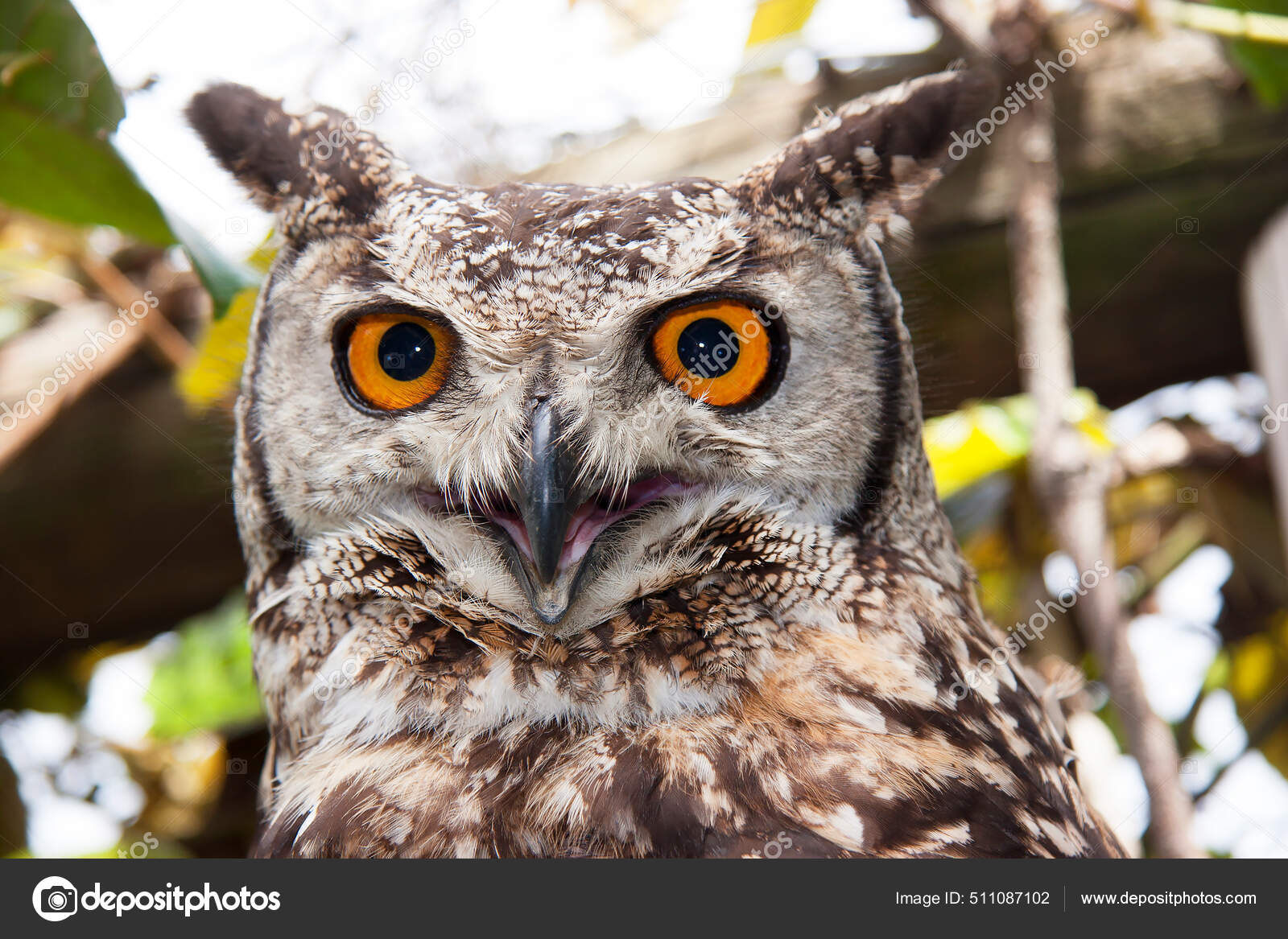 Closeup Head Cape Eagle Owl Bubo Capensis Nightfall Stock Photo by