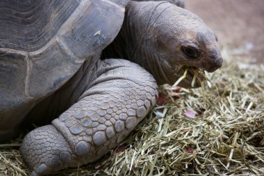 Dev kaplumbağanın yakın görüntüsü