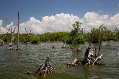 Alçakta uzanan orman, ölü ağaçlar ve kütüklerle sonuçlanır.