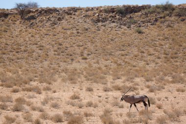 Gemsbok sürüsü ya da Güney Afrika antilobu, Afrika antilobu ceylanı Kalahari çölündeki kuru otların arasında yürüyor ve otluyor.
