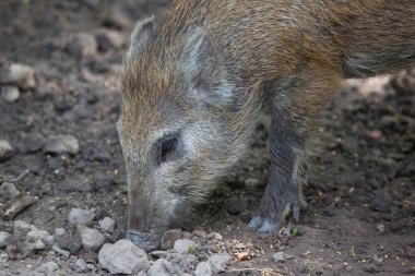 Yerdeki kahverengi domuzun yakın plan fotoğrafı.