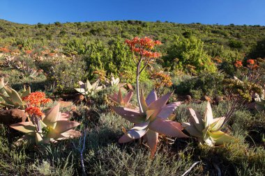 Gün batımı geniş dağ manzarasında aşınmış kayalar çiçek açan lezzetli önlüklerle kaplıdır.