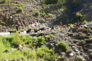 Keçilerle dolu dağ manzarası