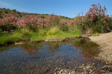 Akdeniz bölgesindeki zakkum ağaçları