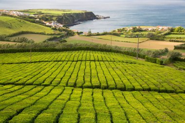 Avrupa 'daki tek çay arazisi olan sıra sıra çay çalılıklarının bulunduğu tarım tarlaları,