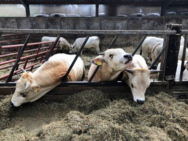 Çiftlikteki ineklerin manzarasını kapat.