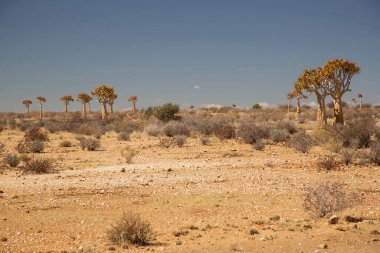 Titrek ağaçlar veya Kokerboom ormanı, Aloidendron ikilemi, Karoo bölgesinin tipik ıssız kayalık çöl manzarası ve Nothe Cape
