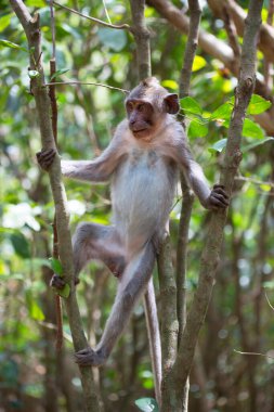 Genç yengeç yiyen ya da uzun kuyruklu macak, Macaca fascicularis, bölgeyi rahatça gözlemliyor.