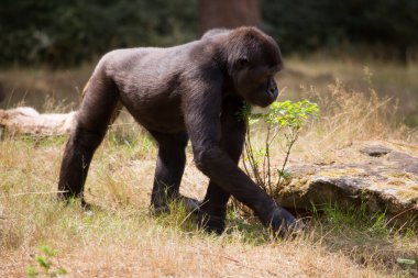 Yeşil çayırda siyah goril