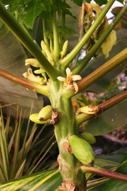 Meyveli yeşil papaya ağacı