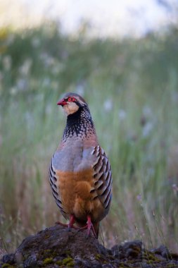 Kırmızı bacaklı keklik, Alectoris Rufa, açık bir arazide yiyecek aramak için yürüyor.