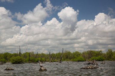 Alçakta uzanan orman, ölü ağaçlar ve kütüklerle sonuçlanır.
