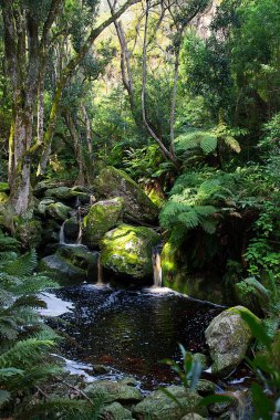 Ormanda güzel bir şelale