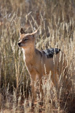 Siyah sırtlı çakal Canis mesomelas, Kalahari Çölü 'nün çayırlarını ve çayırlarını gözlüyor.