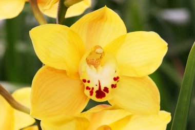 Bahçedeki güzel orkide manzarası