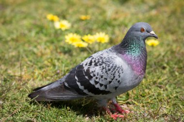 Güvercin yerde oturuyor.