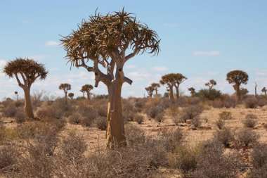 Titrek ağaçlar veya Kokerboom ormanı, Aloidendron ikilemi, Karoo bölgesinin tipik ıssız kayalık çöl manzarası ve Nothe Cape
