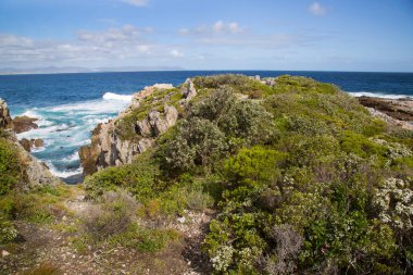 Güney Afrika 'nın engebeli kayalık kıyı şeridi düşük büyüyen çiçekli, fynbos bitki örtüsüyle.