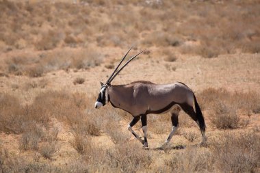 Gemsbok sürüsü ya da Güney Afrika antilobu, Afrika antilobu ceylanı Kalahari çölündeki kuru otların arasında yürüyor ve otluyor.