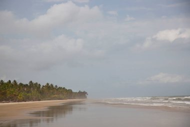 Palmiye ağaçları olan güzel tropikal plaj